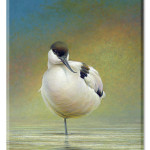 Pied avocet